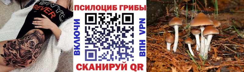 Псилоцибиновые грибы Cubensis  Севск 